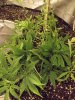 DSCF8803.JPG