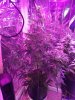 IMG_20170419_142152.jpg
