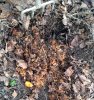 2017-03-15-soilification (1).jpg