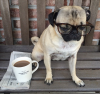 coffee-is-necessity.png