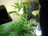the tallest indica i have.JPG