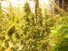 3 querkle-9 weeks bloom flush with humboldt honey.JPG