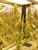 BG 9 weeks flush out.JPG