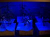 blue light querkle & skunk clones.JPG