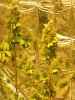 bubblegum9 weeks bloom flush.JPG
