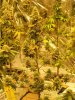 bubblegum 9 weeks flush.JPG