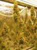 bubblegum 9 weeks flush with humboldt honey es.JPG