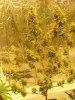 bubblegum plant 9 weeks flush humboldt honey.JPG