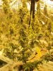 querkle 9 weeks flush.JPG