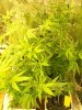 querkle & bubblegum 2 weeks bloom.JPG