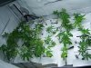 Querkle & Bubblegum clones.JPG
