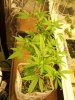 skunk b 2 weeks bloom.JPG