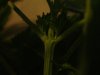 DSCF0017.jpg