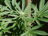 JB + trichs.jpg