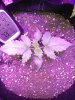 IMG_20170423_145031.jpg