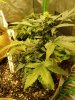 amnesia215_1.jpg