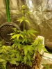 blackberrykush2.jpg