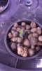 day one 4 days from seed.jpg