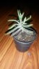20170427_075250.jpg