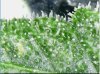 Day062 - 03 - Trichs.jpg Day062 - 03 - Trichs.jpg