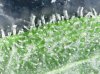 Day062 - 04 - Trichs.jpg