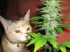catsmell2.jpg