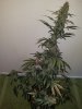 20170504_062835.jpg