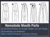 nematode-mouth-parts.png