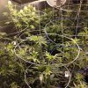 view of the grow room.JPG