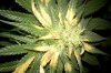 Dealing-With-Light-Burn-On-Marijuana-Plants-720x480.jpg