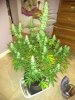 IMG_20170508_212205.jpg