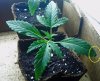 Plant Prob-March17a.jpg