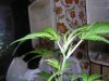 DSCN0772.jpg