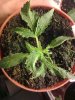 Mutant LRRH Topview.jpg