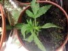 Mutant Topview.jpg