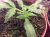 Normal side fomation coming out of mutant LRRH branch.jpg