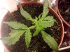 Mutant LRRH Topview 2.jpg