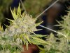 chocolope 9weeks1.jpg