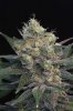 Chocolope @ 62 days 009.jpg