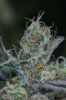 Chocolope @ 62 days 012.jpg