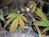 IMG_20170509_161224.jpg