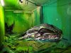 trash-animal-sculpture-artur-bordalo-44-57ea1c2b88282__880.jpg