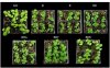 colorRecipeBasil.jpg colorRecipeBasil.jpg