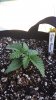 Green Poison Auto #1.jpg Green Poison Auto #1.jpg