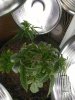 IMG_20170521_173434.jpg