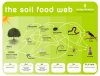 soilfoodweb_schematic.jpg
