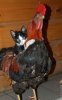 kitten-rooster.jpg