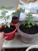 male and female cannibis.jpg