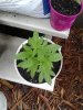 hope its a female cannibis.jpg