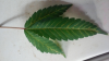 Leaf2.png